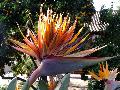 Bird of Paradise / Strelitzia reginae 